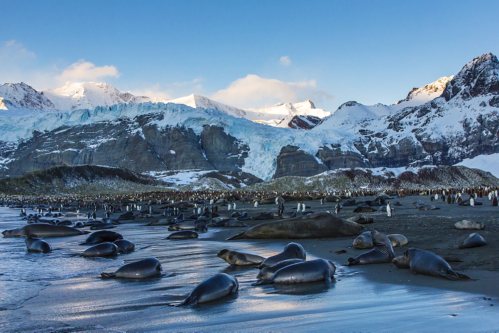 Southern elephant seal (Mirounga leonina) pups at sunrise, Gold Harbour, South Georgia, South Atlantic Ocean, Polar Regions