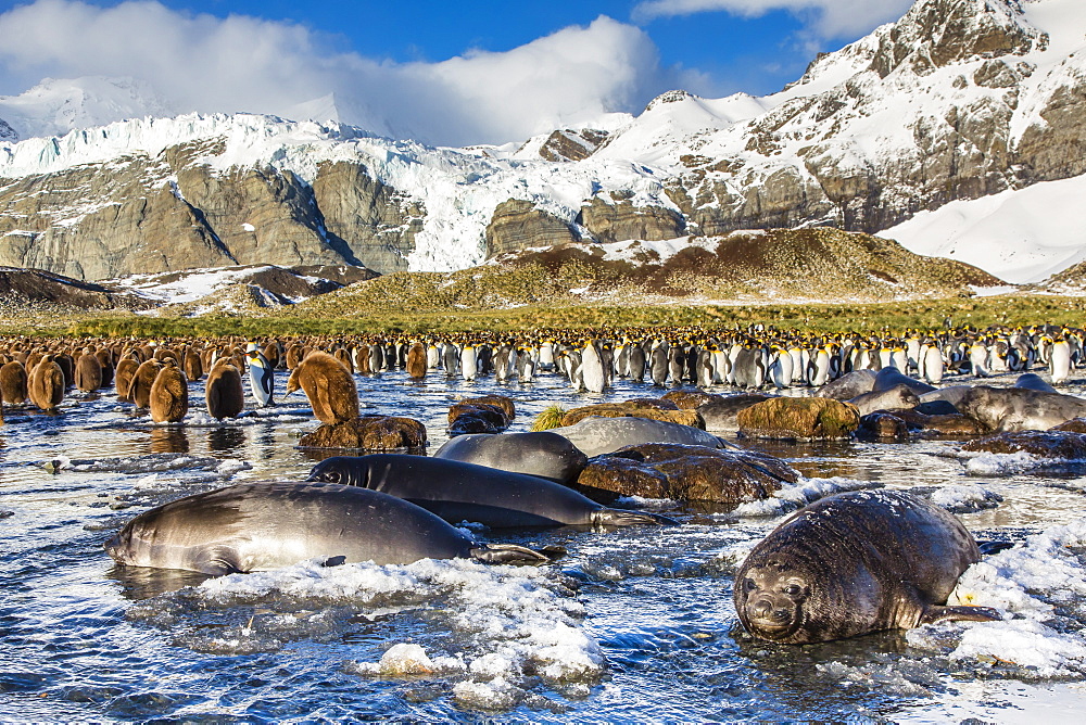 Southern elephant seal (Mirounga leonina) pups, Gold Harbour, South Georgia, South Atlantic Ocean, Polar Regions