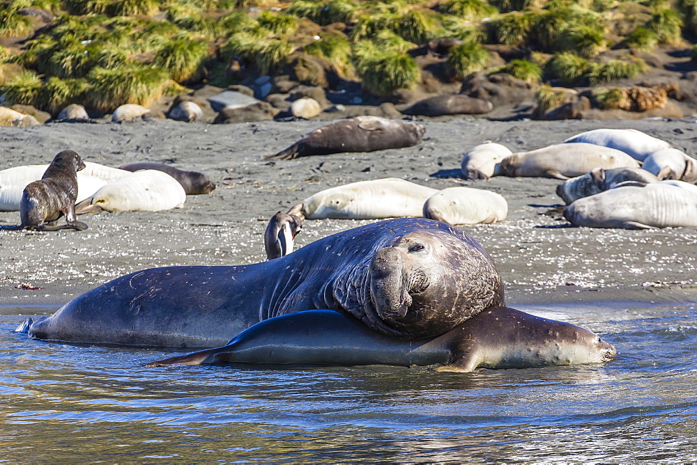 Southern elephant seal (Mirounga leonina) bull mating with female, Gold Harbour, South Georgia, South Atlantic Ocean, Polar Regions