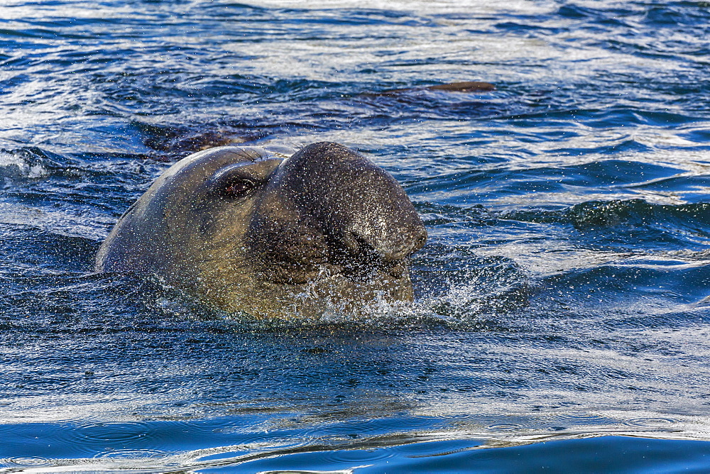 Southern elephant seal (Mirounga leonina) bull, Gold Harbour, South Georgia, South Atlantic Ocean, Polar Regions