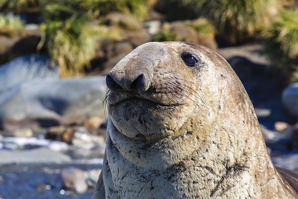 Southern elephant seal (Mirounga leonina) bull, Gold Harbour, South Georgia, South Atlantic Ocean, Polar Regions