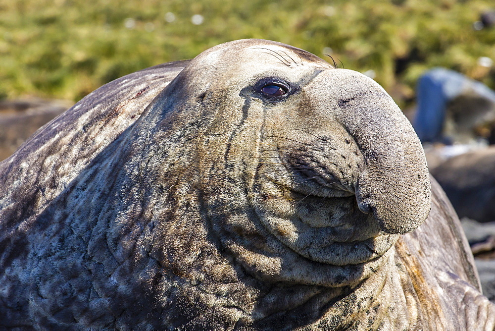 Southern elephant seal (Mirounga leonina) bull, Gold Harbour, South Georgia, South Atlantic Ocean, Polar Regions