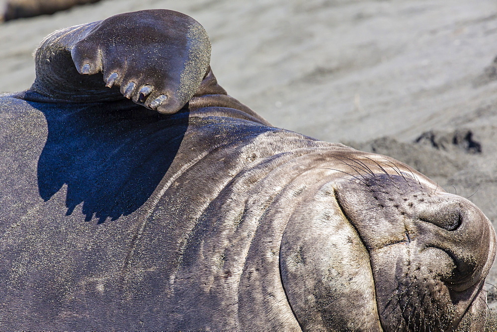 Southern elephant seal bull, Mirounga leonina, Gold Harbour, South Georgia, South Atlantic Ocean