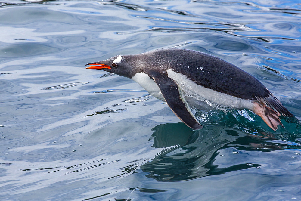 Adult gentoo penguin, Pygoscelis papua, Elsehul Bay, South Georgia, South Atlantic Ocean