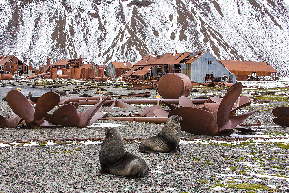 Antarctic fur seal (Arctocephalus gazella) amongst the remains of the abandoned Stromness Whaling Station, South Georgia Island, South Atlantic Ocean, Polar Regions