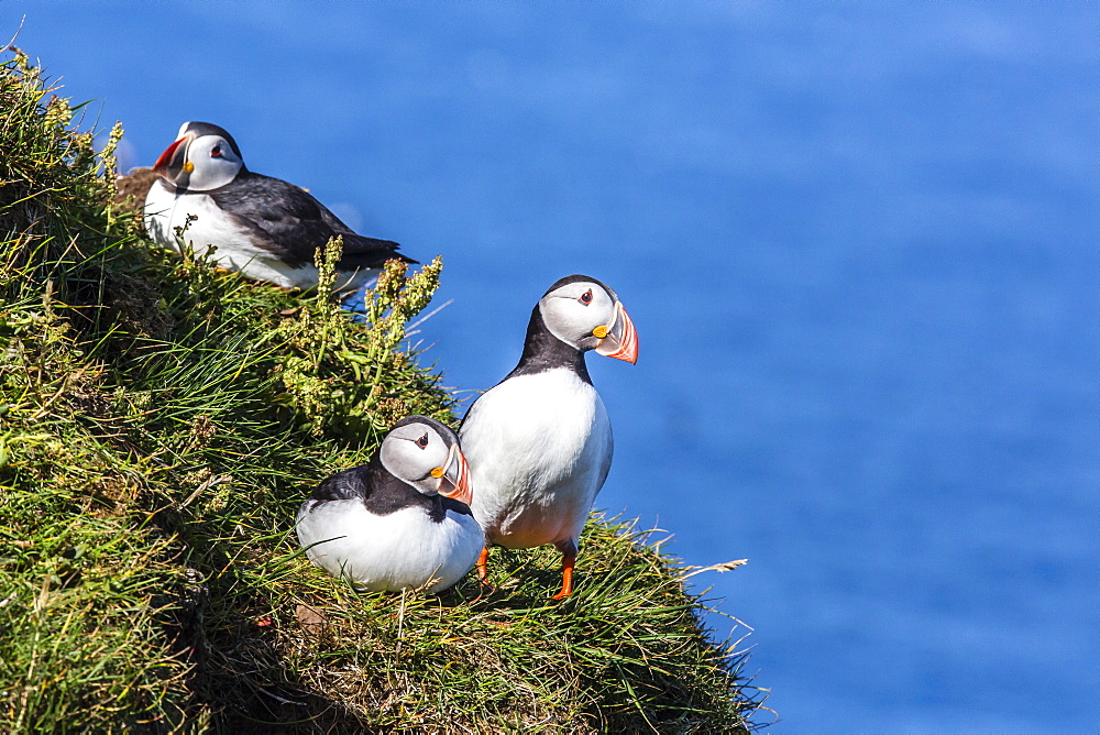 Atlantic puffins (Fratercula arctica), Mykines Island, Faroes, Denmark, Europe 