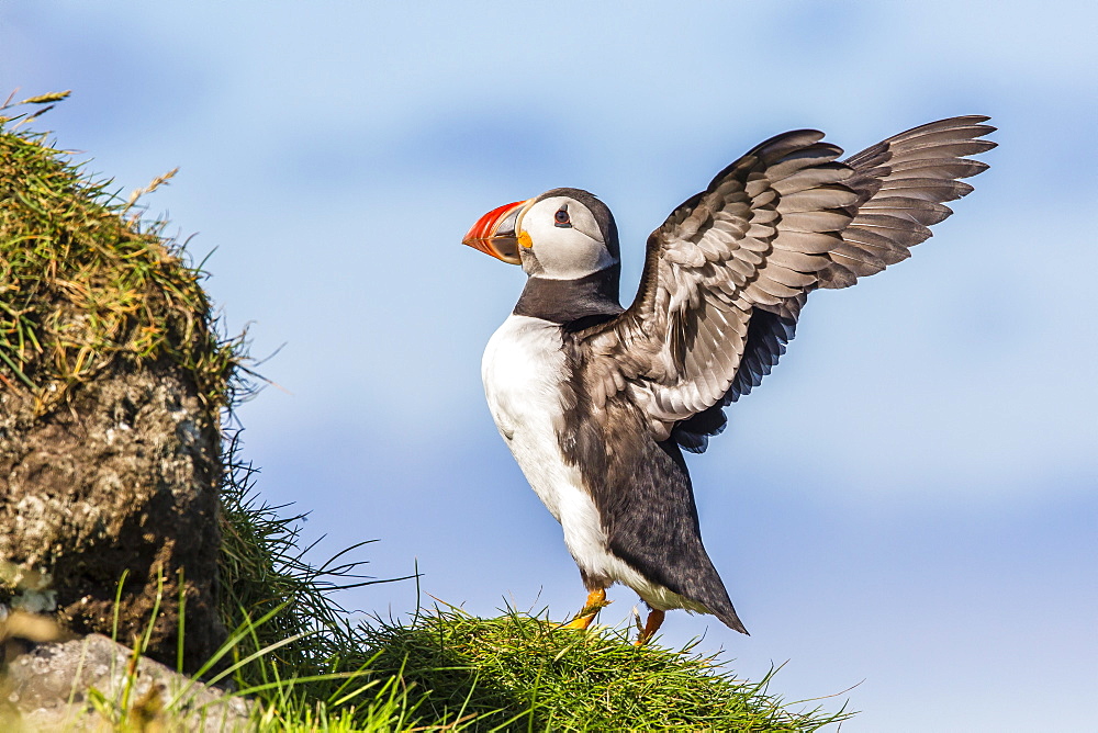 Atlantic puffins (Fratercula arctica), Mykines Island, Faroes, Denmark, Europe 