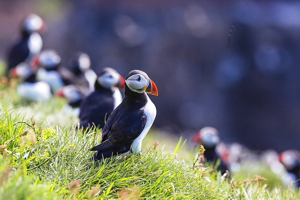 Atlantic puffins (Fratercula arctica), Mykines Island, Faroes, Denmark, Europe 