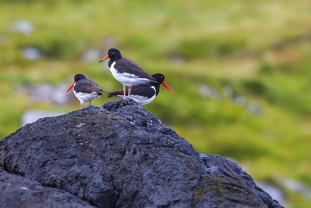 Juvenile in front and adult Eurasian Oystercatchers (Haematopus ostralegus), Lofoton Islands, Norway, Scandinavia, Europe 