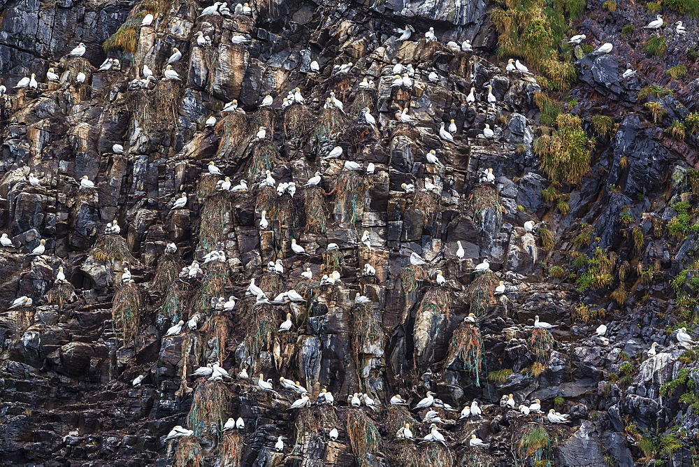 Northern gannets (Morus bassanus) on breeding colony site at Runde Island, Norway, Scandinavia, Europe 