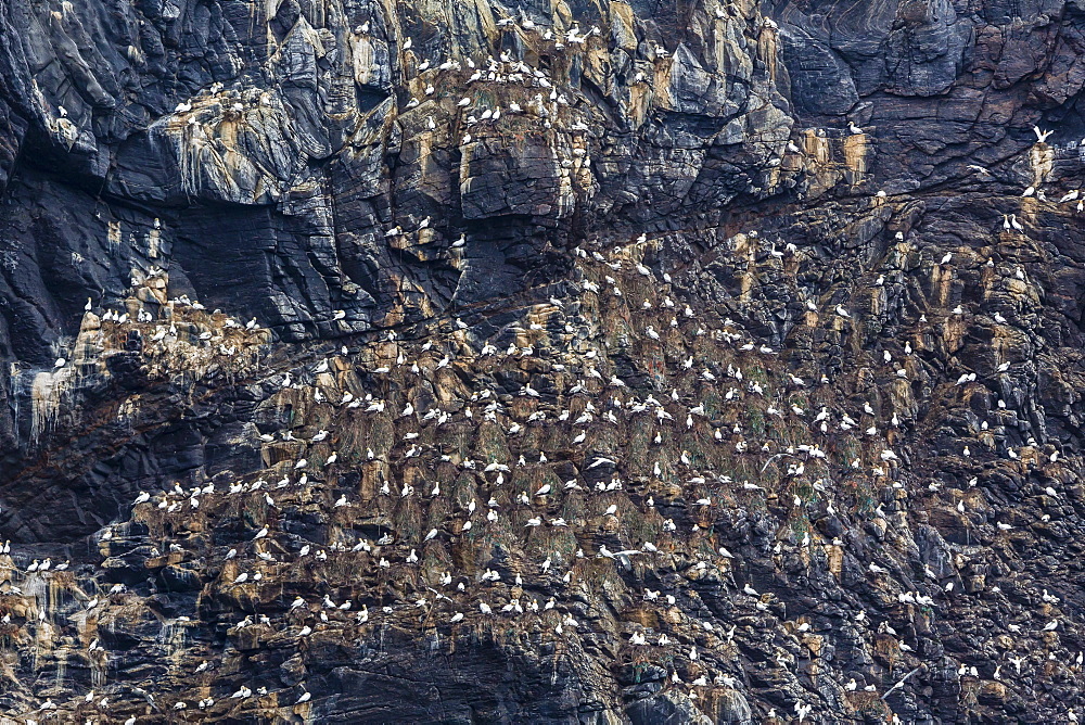 Northern gannets (Morus bassanus) on breeding colony site at Runde Island, Norway, Scandinavia, Europe 