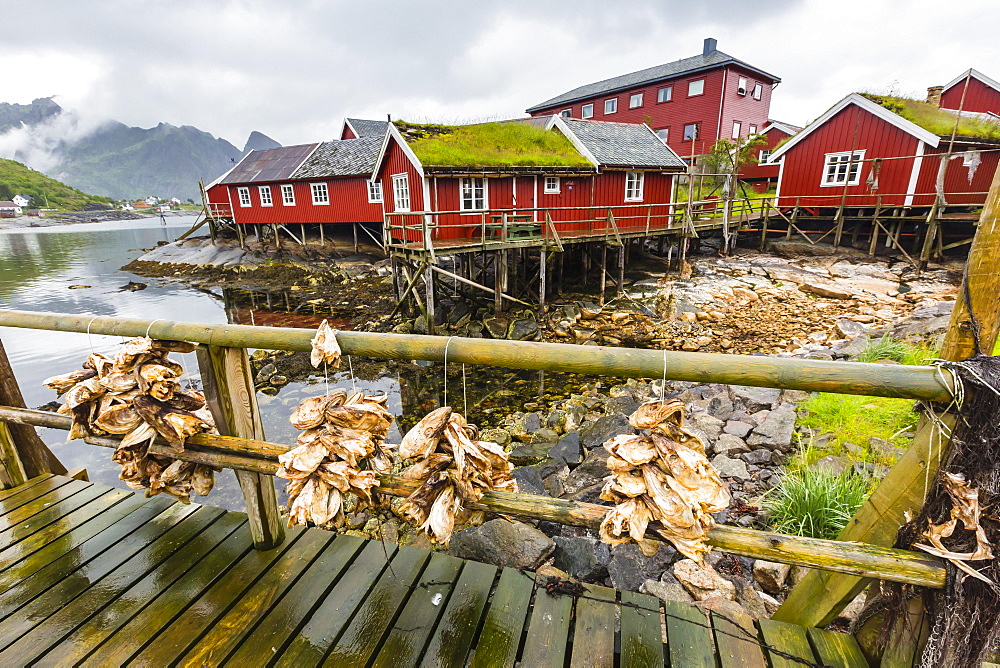 Norwegian cod fishing town of Reine, Lofoton Islands, Norway, Scandinavia, Europe 