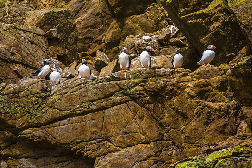 Atlantic puffins (Fratercula arctica), Noss Island, Shetland Islands, Scotland, United Kingdom, Europe 