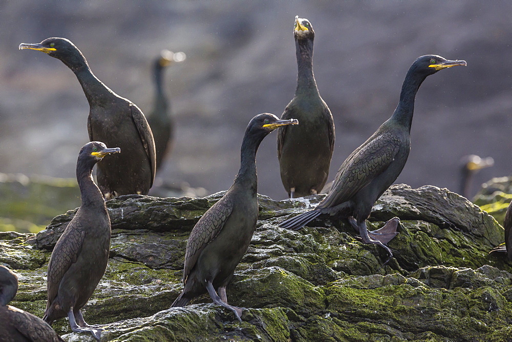 Adult great cormorant (shag) (Phalacrocorax carbo), Foula Island, Shetland Islands, Scotland, United Kingdom, Europe 