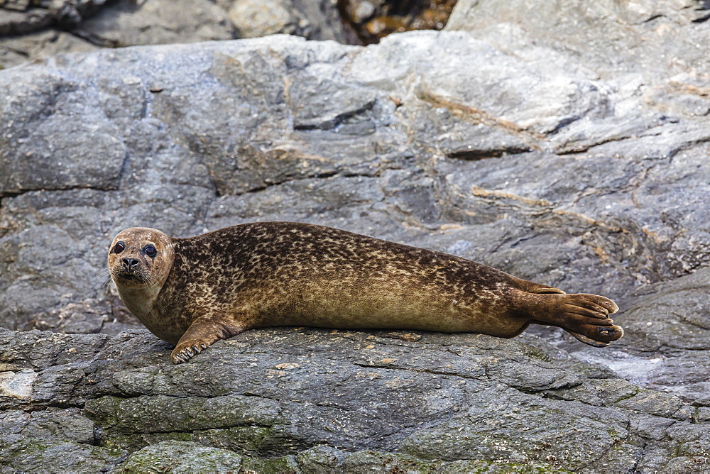 Harbour seal (common seal) (Phoca vitulina), Foula Island, Shetlands, Scotland, United Kingdom, Europe 