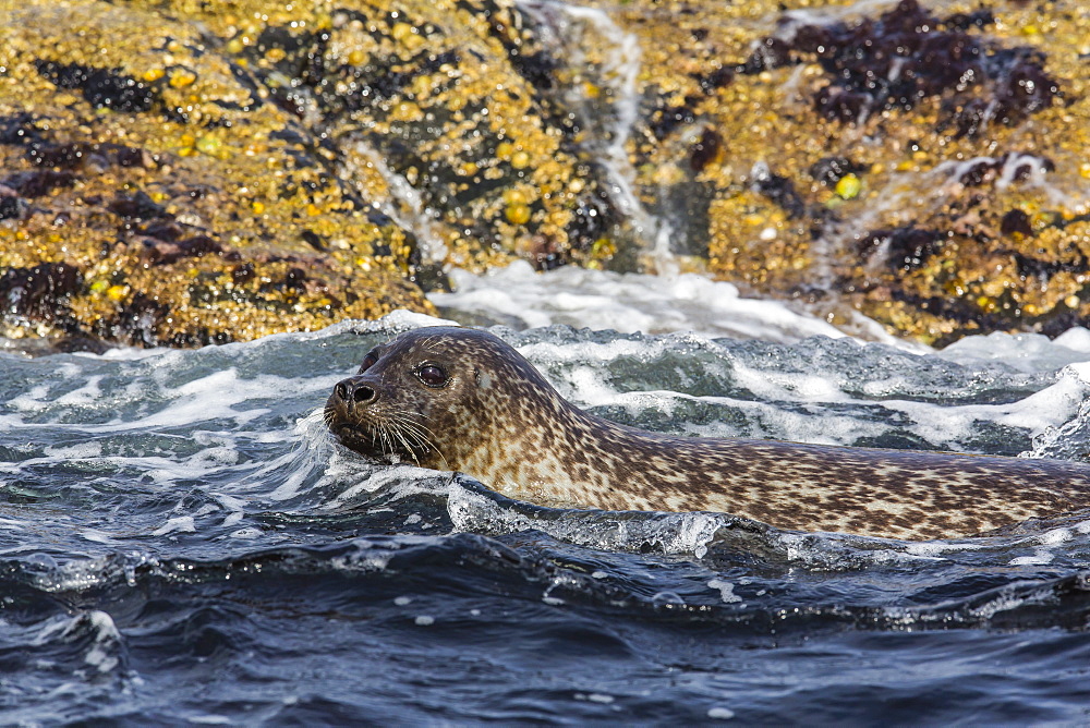 Harbour seal (common seal) (Phoca vitulina), Foula Island, Shetlands, Scotland, United Kingdom, Europe 