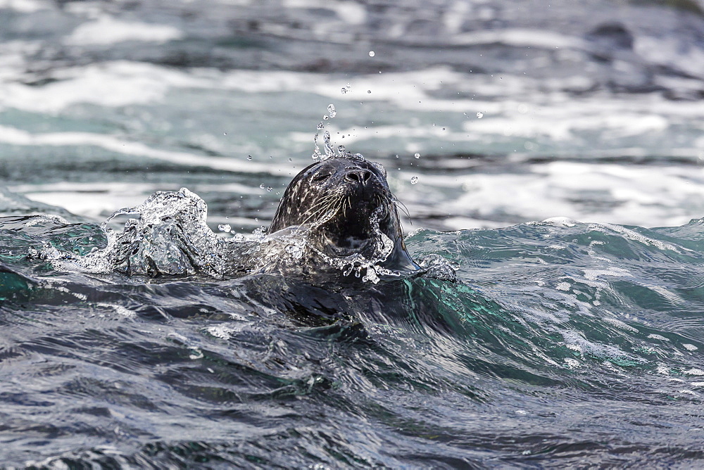 Harbour seal (common seal) (Phoca vitulina), Foula Island, Shetlands, Scotland, United Kingdom, Europe 