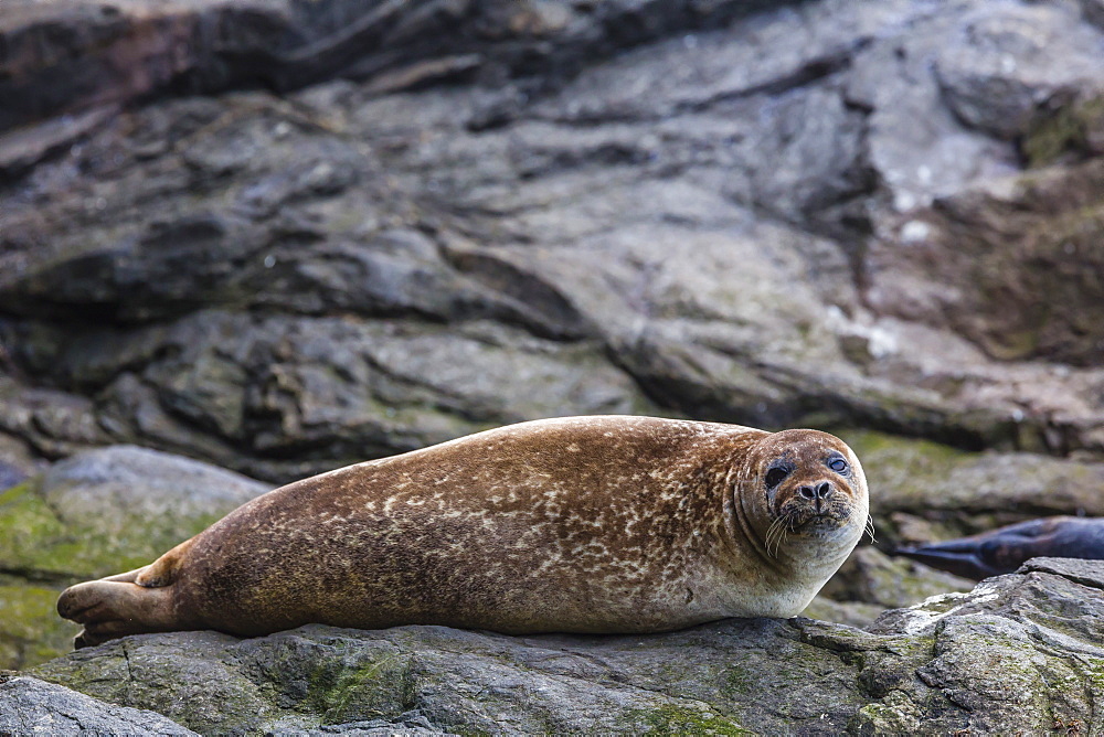 Harbour seal (common seal) (Phoca vitulina), Foula Island, Shetlands, Scotland, United Kingdom, Europe 