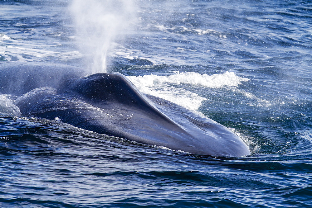 Adult blue whale (Balaenoptera musculus) surfacing off northwestern Spitsbergen Island, Svalbard, Barents Sea, Norway, Scandinavia, Europe 