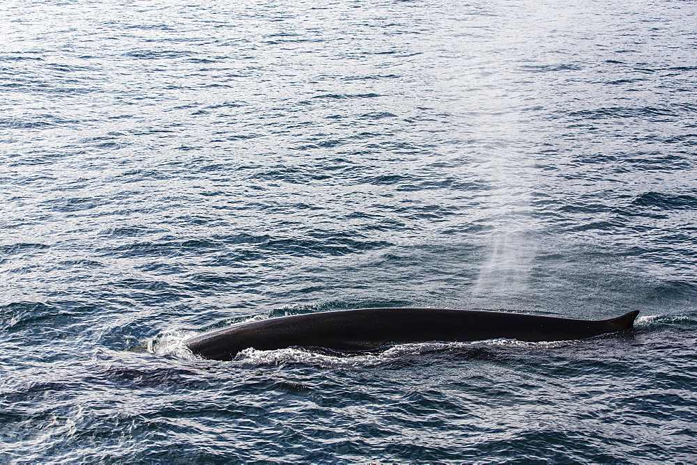 Adult fin whale (Balaenoptera physalus), Sorkapp, Spitsbergen Island, Svalbard Archipelago, Norway, Scandinavia, Europe 