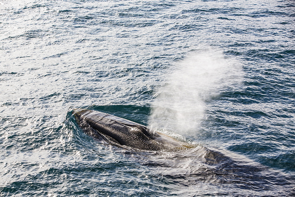 Adult fin whale (Balaenoptera physalus), Sorkapp, Spitsbergen Island, Svalbard Archipelago, Norway, Scandinavia, Europe 