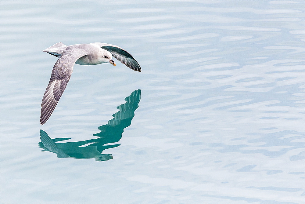 Northern fulmar (Fulmarus glacialis), Svalbard Archipelago, Norway, Scandinavia, Europe 