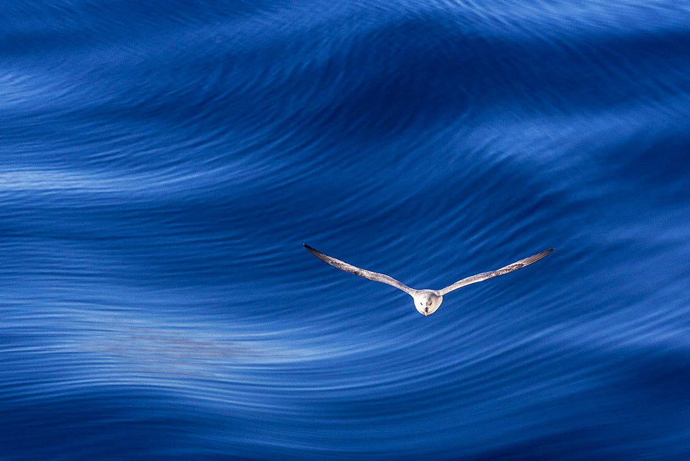 Northern fulmar (Fulmarus glacialis), Svalbard Archipelago, Norway, Scandinavia, Europe