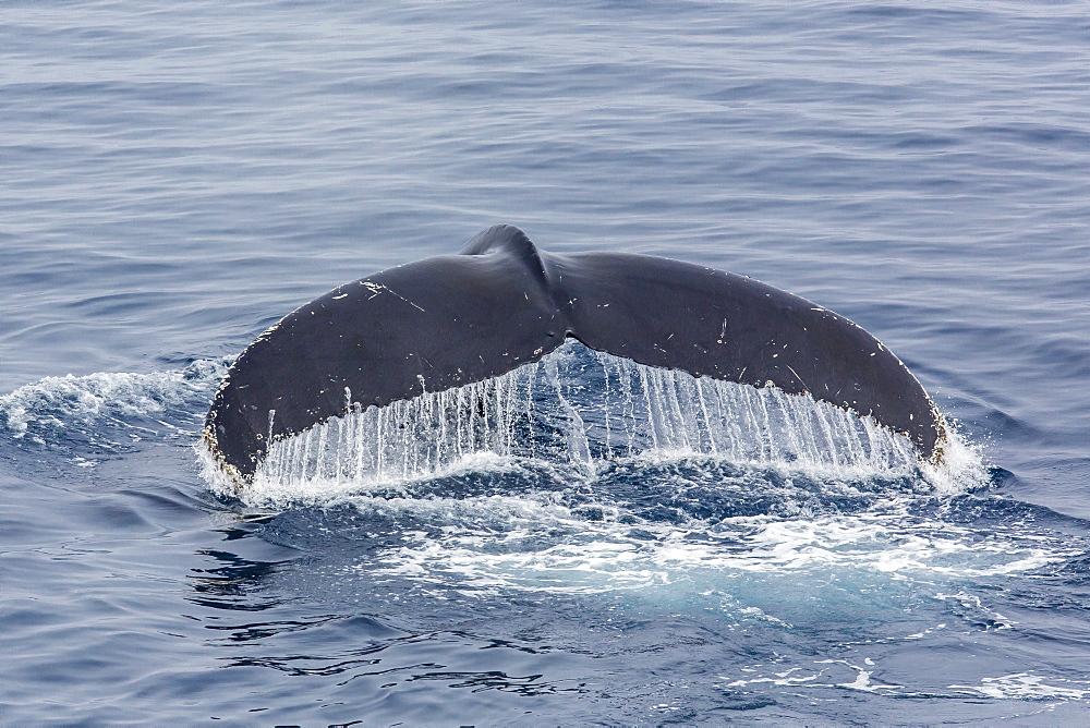 Adult humpback whale (Megaptera novaeangliae), Sorkapp, Svalbard Archipelago, Norway, Scandinavia, Europe 