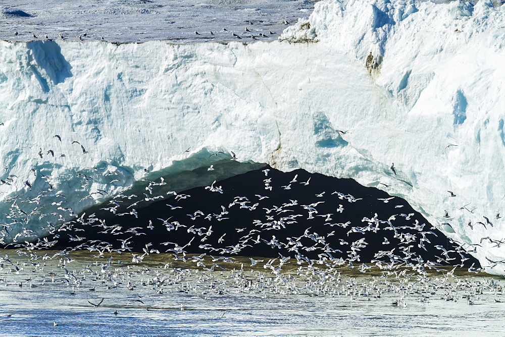 Negribreen (Negri Glacier), Olav V Land, Spitsbergen, Svalbard Archipelago, Norway, Scandinavia, Europe 