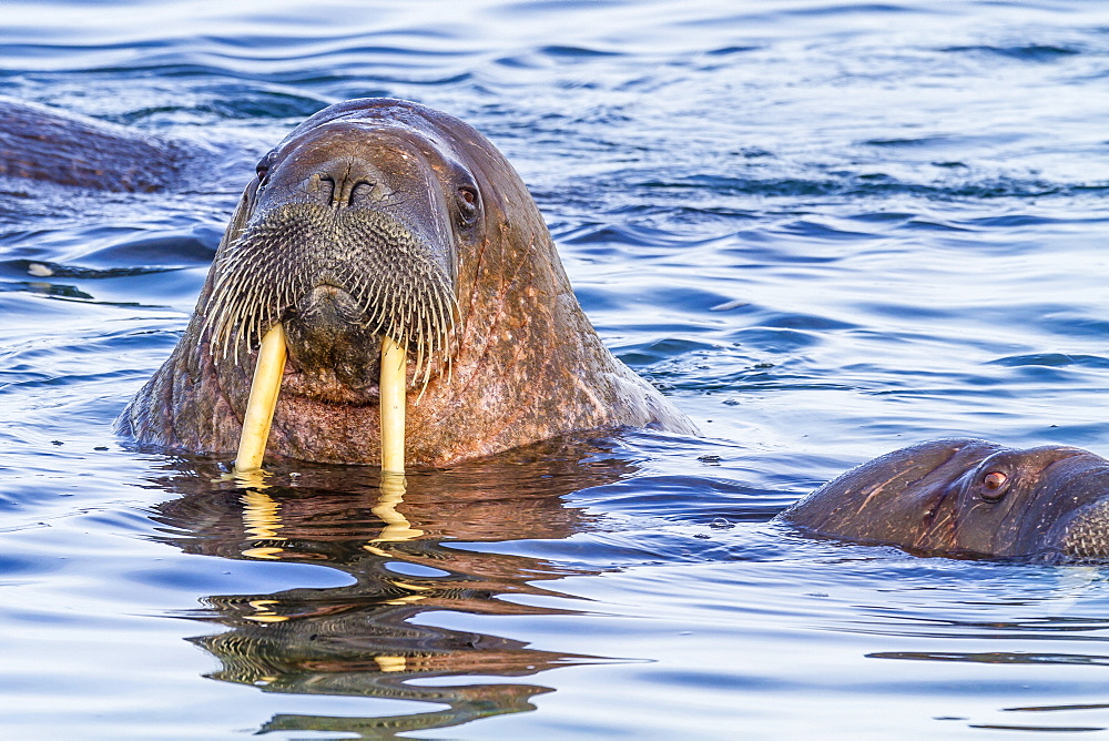 Adult walrus (Odobenus rosmarus rosmarus), Torrelneset, Nordauslandet Island, Svalbard Archipelago, Norway, Scandinavia, Europe 