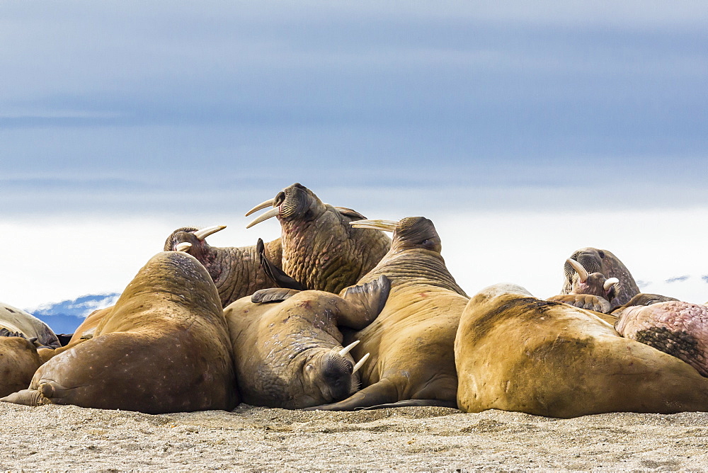 Adult walrus (Odobenus rosmarus rosmarus), Torrelneset, Nordauslandet Island, Svalbard Archipelago, Norway, Scandinavia, Europe 