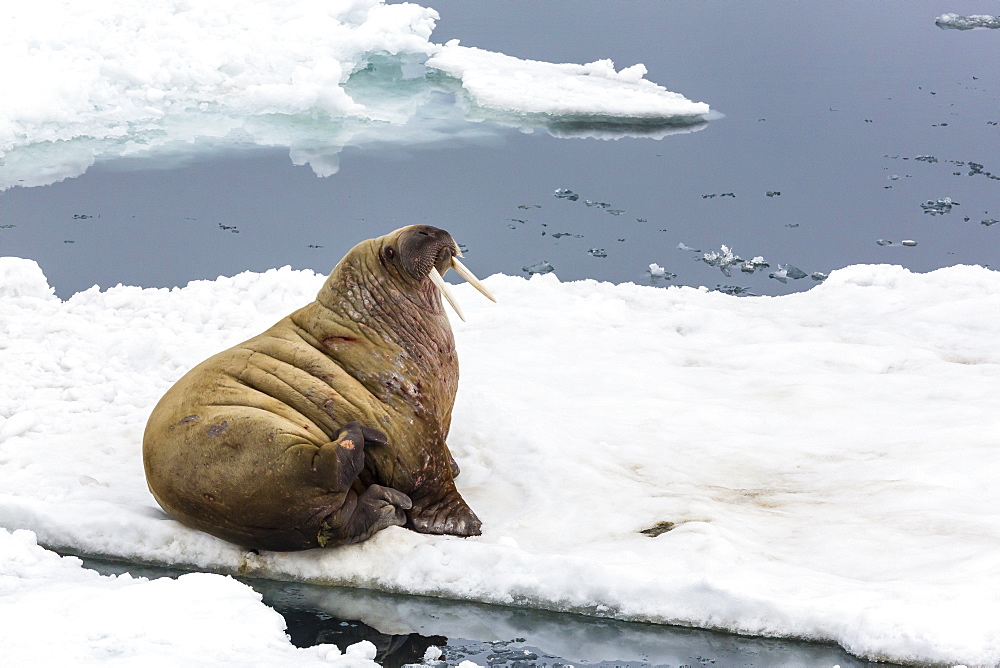 Adult walrus (Odobenus rosmarus rosmarus), Torrelneset, Nordauslandet Island, Svalbard Archipelago, Norway, Scandinavia, Europe 