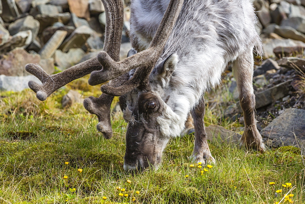 Svalbard reindeer (Rangifer tarandus platyrhynchus) buck in velvet, Spitsbergen, Svalbard Archipelago, Norway, Scandinavia, Europe 