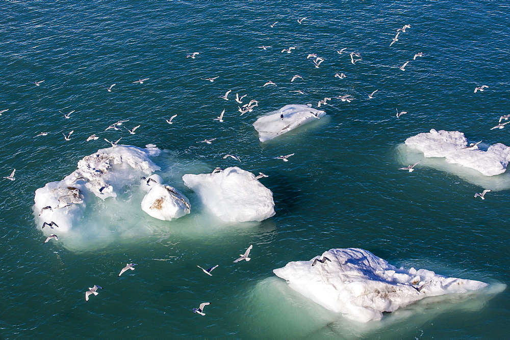 Adult black-legged kittiwakes (Rissa tridactyla), Svalbard Archipelago, Barents Sea, Norway, Scandinavia, Europe 