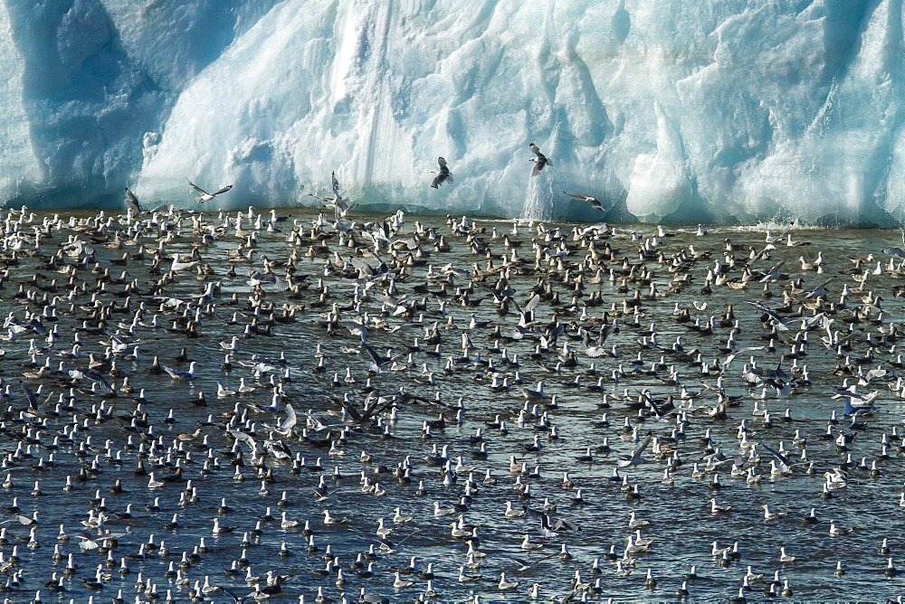 Adult black-legged kittiwakes (Rissa tridactyla), Svalbard Archipelago, Barents Sea, Norway, Scandinavia, Europe 