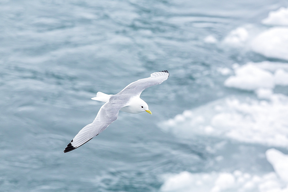 Adult black-legged kittiwakes (Rissa tridactyla), Svalbard Archipelago, Barents Sea, Norway, Scandinavia, Europe 