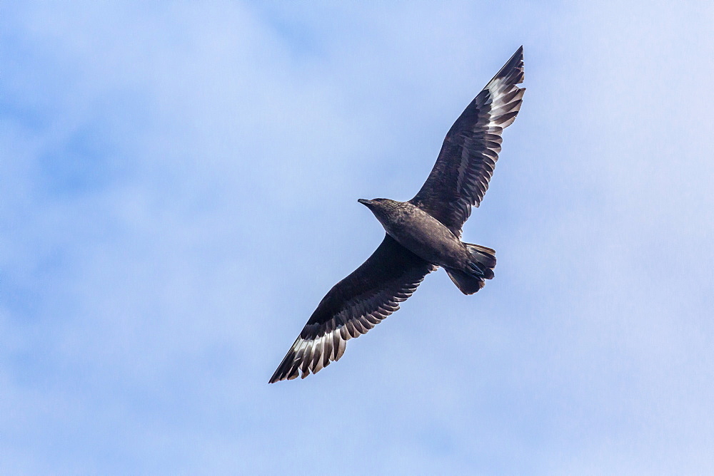 Adult great skua (Stercorarius skua) with recent kill in the Svalbard Archipelago, Norway, Scandinavia, Europe 