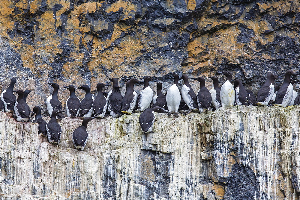 Common guillemot (Uria aalge) nesting on Bear Island, Svalbard, Norway, Scandinavia, Europe 