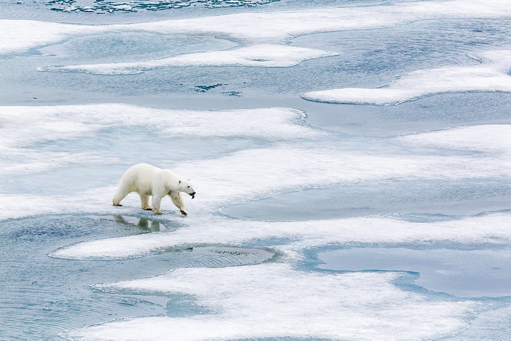 A curious young polar bear (Ursus maritimus) on the ice in Bear Sound, Spitsbergen Island, Svalbard, Norway, Scandinavia, Europe 