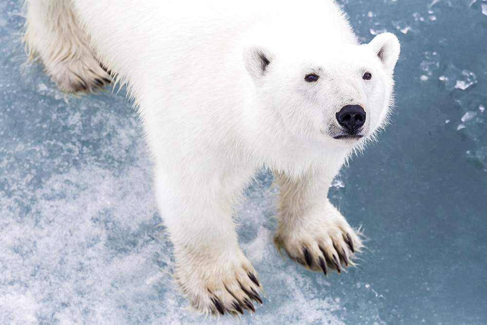 A curious young polar bear (Ursus maritimus) on the ice in Bear Sound, Spitsbergen Island, Svalbard, Norway, Scandinavia, Europe