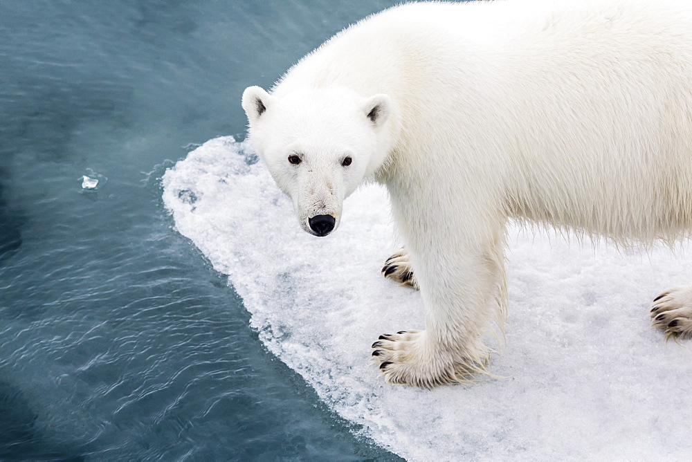 A curious young polar bear (Ursus maritimus) on the ice in Bear Sound, Spitsbergen Island, Svalbard, Norway, Scandinavia, Europe