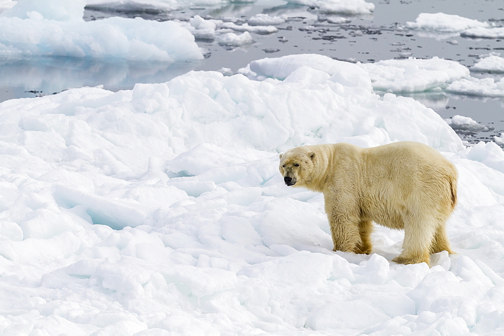 Adult polar bear (Ursus maritimus) on the ice in Bear Sound, Spitsbergen Island, Svalbard, Norway, Scandinavia, Europe 