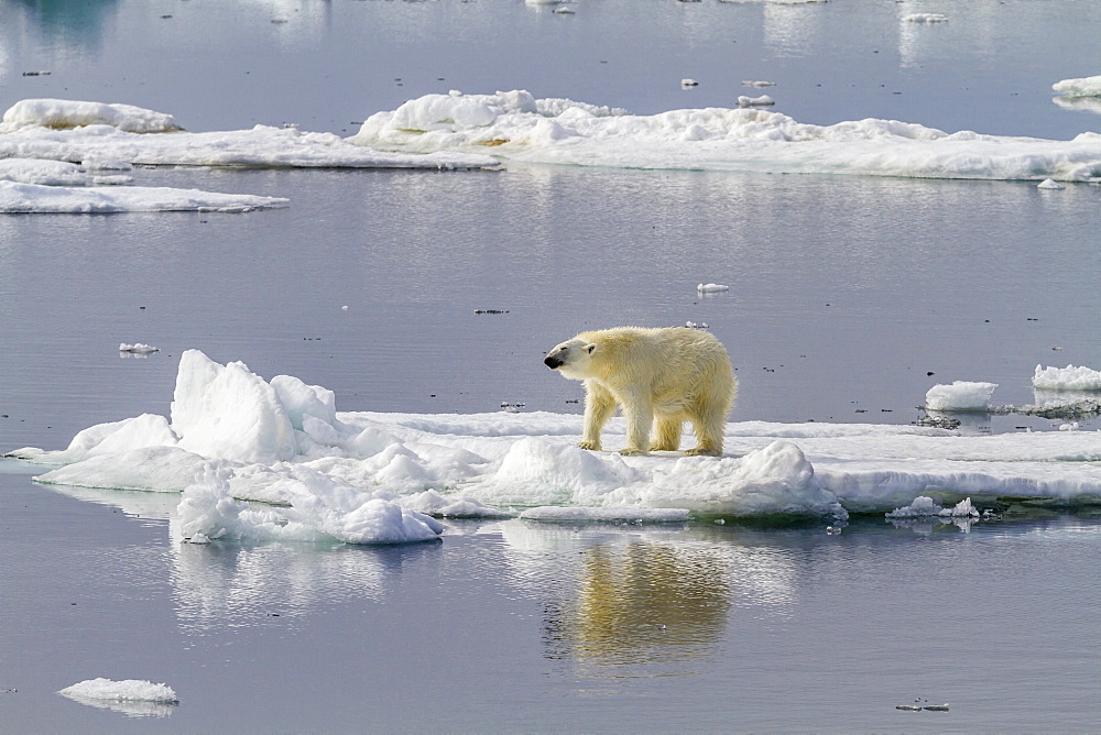 Adult polar bear (Ursus maritimus) on the ice in Bear Sound, Spitsbergen Island, Svalbard, Norway, Scandinavia, Europe 