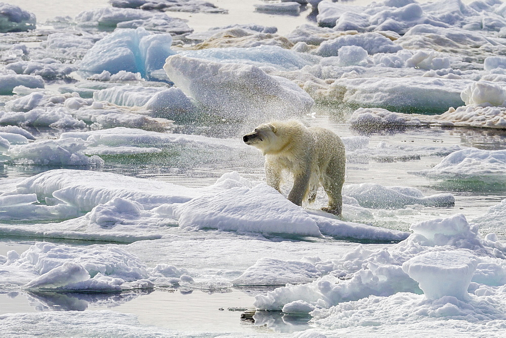 Adult polar bear (Ursus maritimus) drying out on the ice in Bear Sound, Spitsbergen Island, Svalbard, Norway, Scandinavia, Europe 