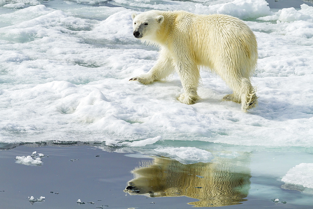 Adult polar bear (Ursus maritimus) on the ice in Bear Sound, Spitsbergen Island, Svalbard, Norway, Scandinavia, Europe 