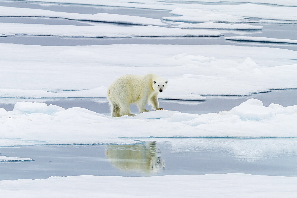 Adult polar bear (Ursus maritimus) on a recent kill on Moffen Island, Svalbard, Norway, Scandinavia, Europe 