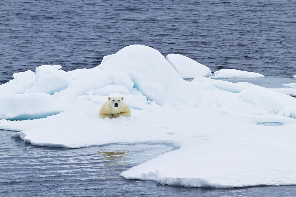 Adult polar bear (Ursus maritimus) on the ice near Moffen Island, Svalbard, Norway, Scandinavia, Europe 