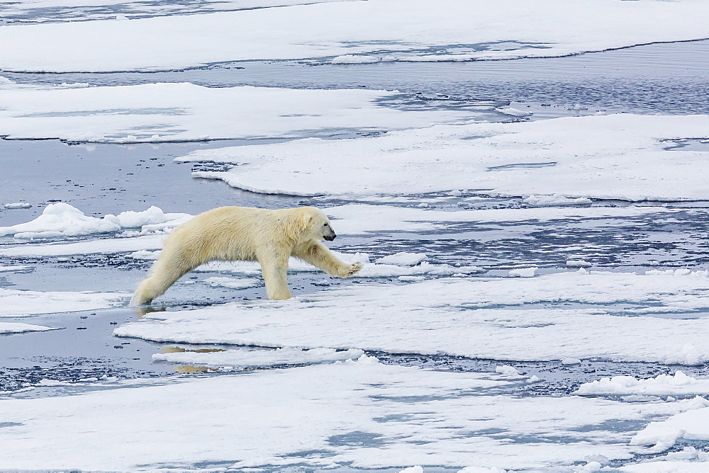 Adult polar bear (Ursus maritimus) on the ice near the Sujoya Islands, Svalbard, Norway, Scandinavia, Europe 