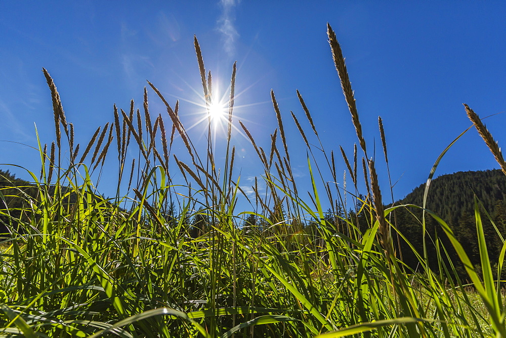 Sun shining through grass on Chichagof Island, Southeast Alaska, United States of America, North America 