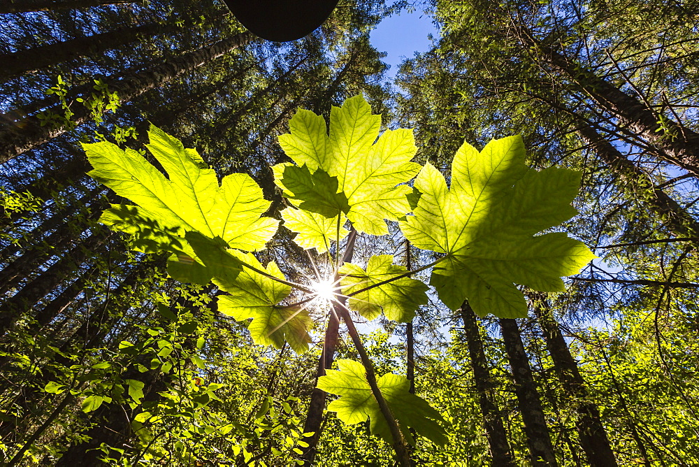 Sun shining through Devil's Club on Chichagof Island, Southeast Alaska, United States of America, North America